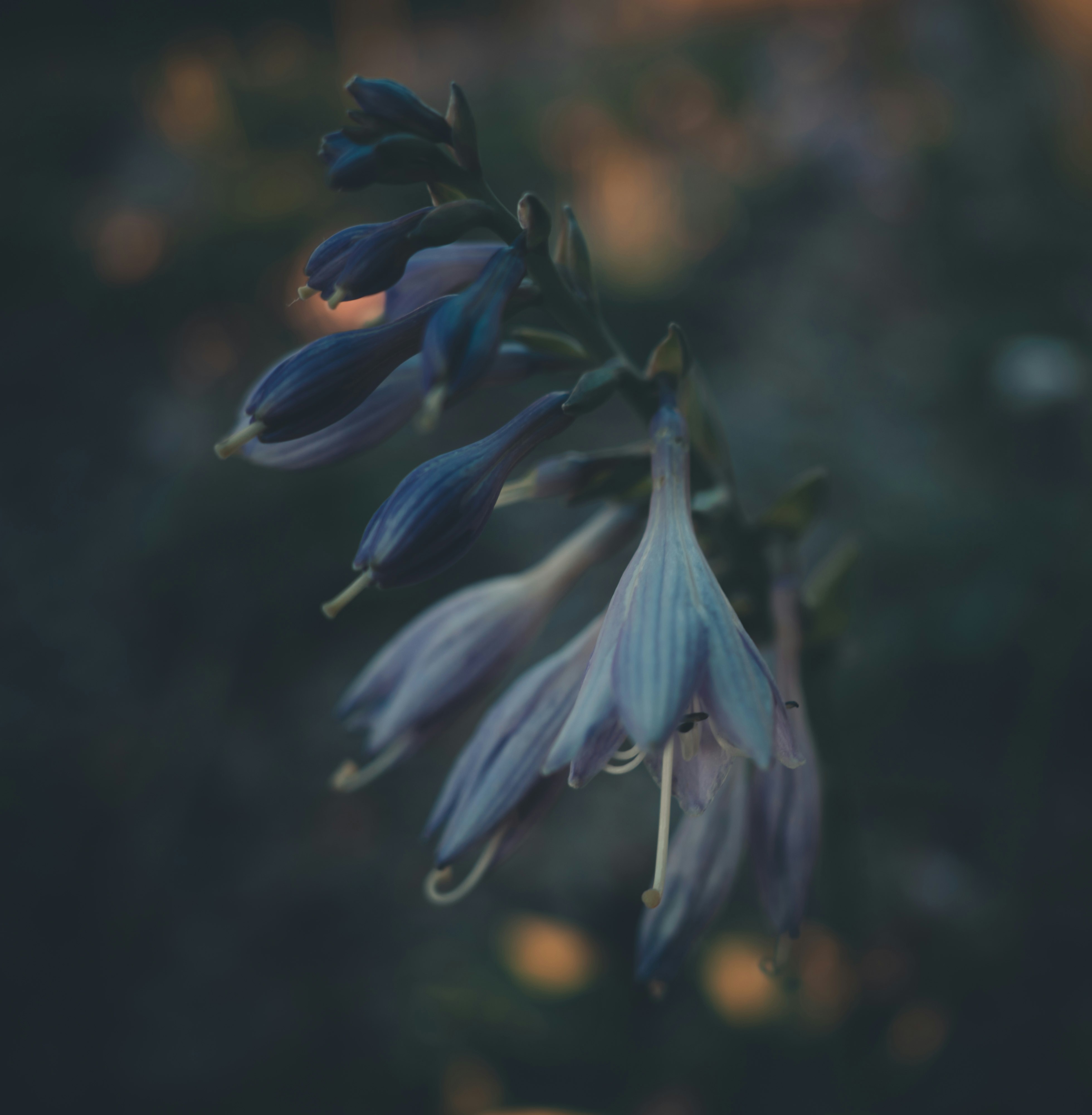 purple flower in tilt shift lens